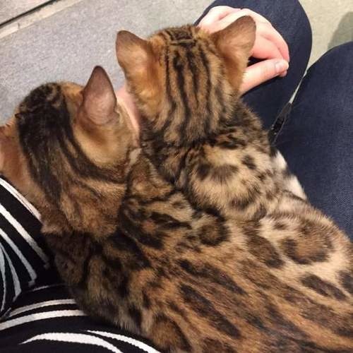 孟加拉猫主题咖啡馆,日本咖啡馆的猫咪