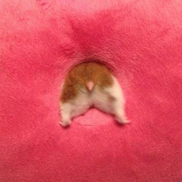 仓鼠的尾巴大大的,仓鼠的屁屁很萌