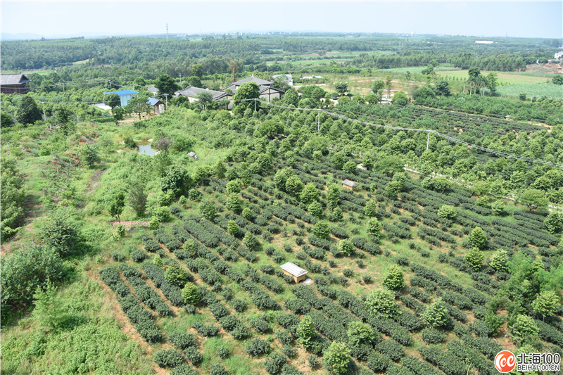 周末去哪儿玩？小编带你去合浦七里香茶庄园和石康镇“小村故事”