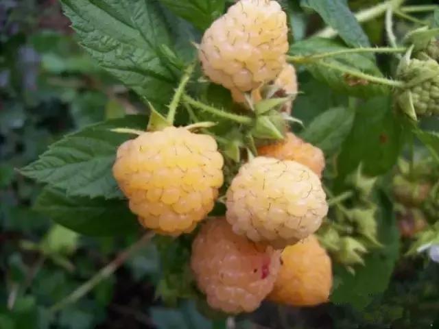 莓类营养价值及功效,野莓的功效及禁忌