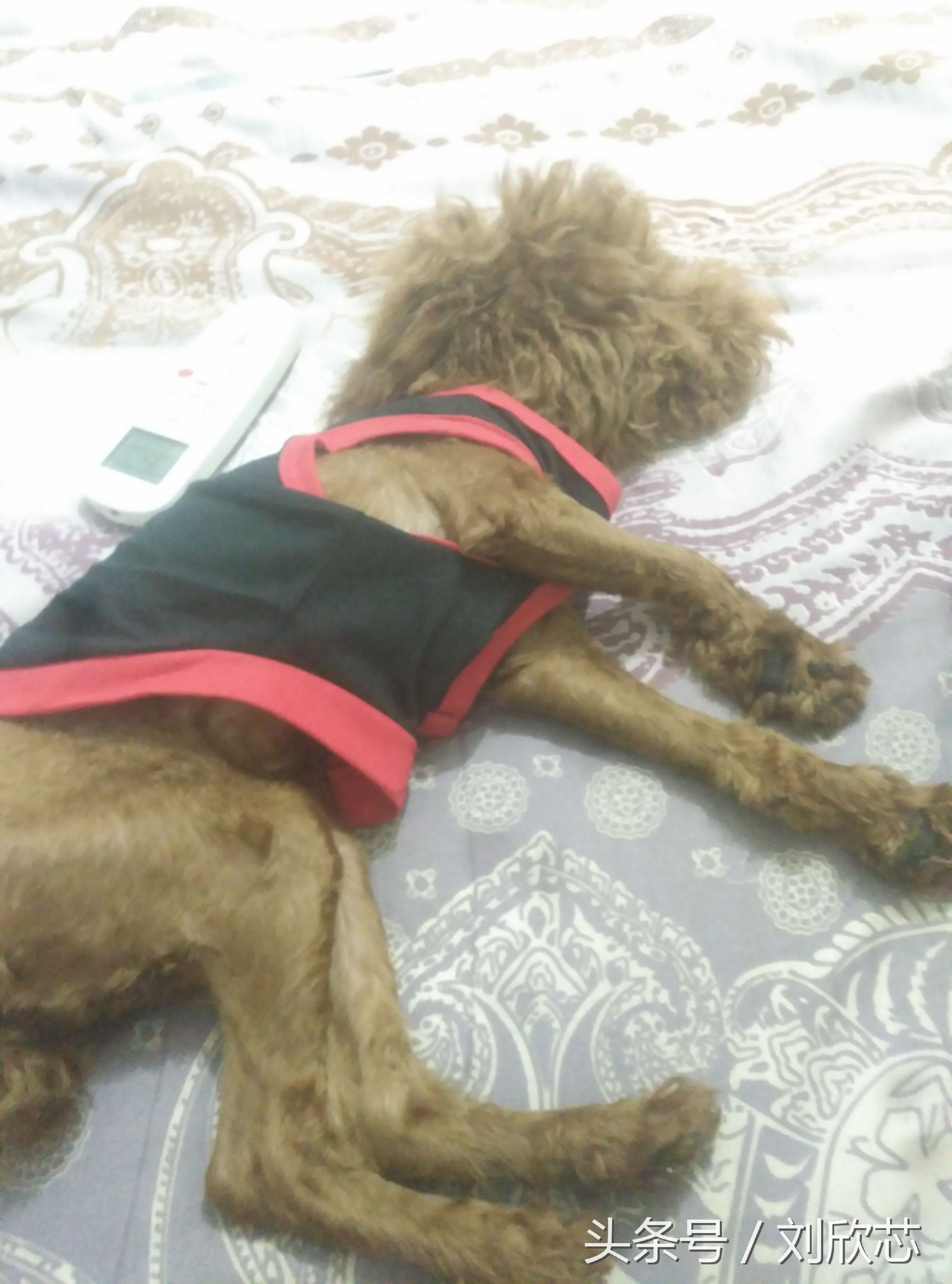 泰迪性格文静,怎么把泰迪训温顺