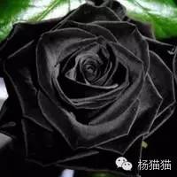 玫瑰花花语11朵代表什么,玫瑰花花语功效
