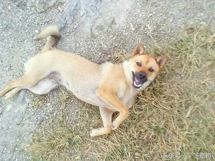 不穿鞋的原因竟然是？还好狗狗陪着你们我很放心