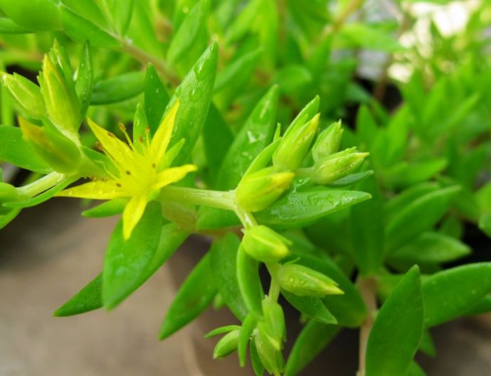 这种植物,曾是阳台上摆放花草,中医却用它来治疗肝胆疾病!