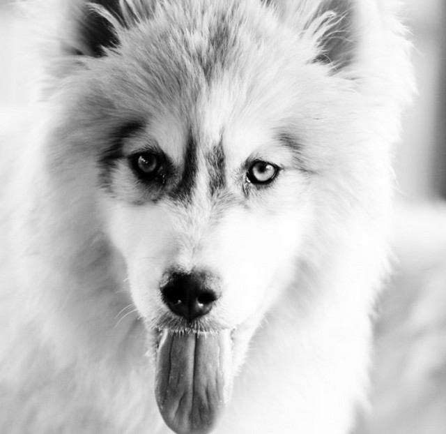 曾经通州的名片梨园狗市即将搬迁,狗狗们将何去何从?