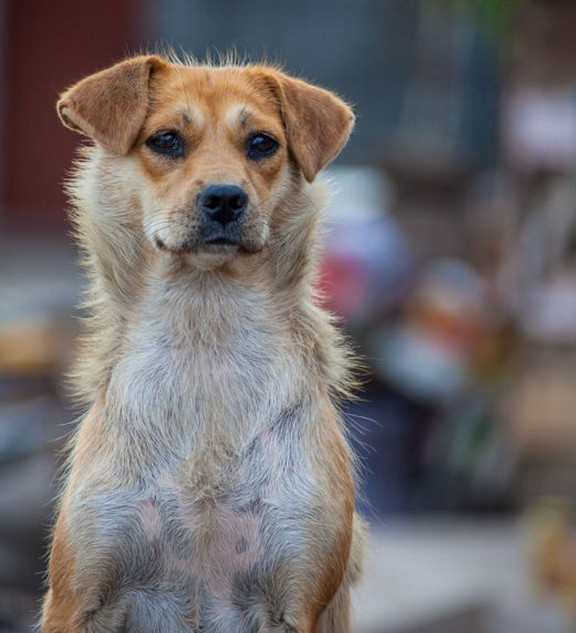 曾经通州的名片梨园狗市即将搬迁,狗狗们将何去何从?