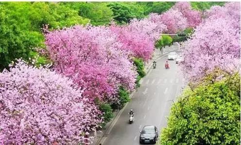 柳州哪个公园有足球场,柳州新建紫荆花公园