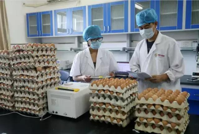 北京正大蛋鸡品种,农京1号蛋鸡