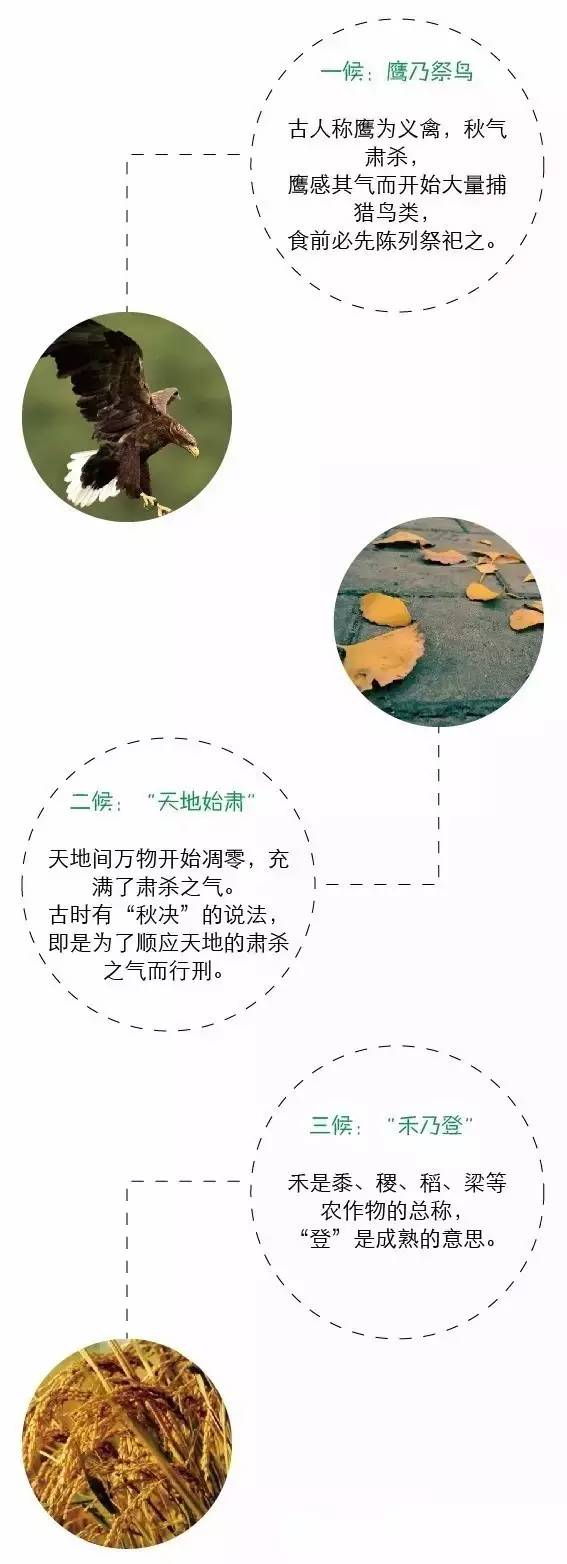 今天处暑,今天处暑节气