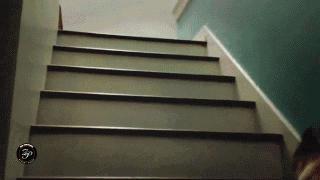 史上最忧郁的狗,最萌巴哥犬哈巴狗