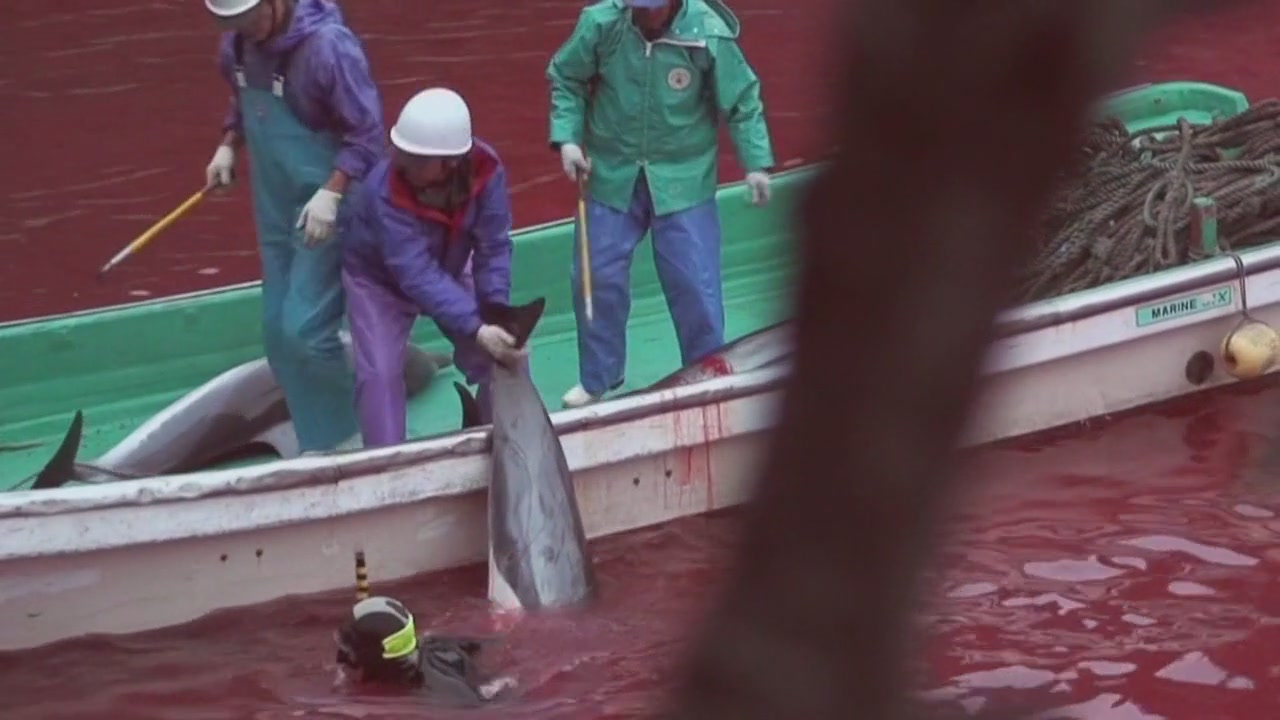 日本拒绝入境经历,日本海豚湾纪录片完整版