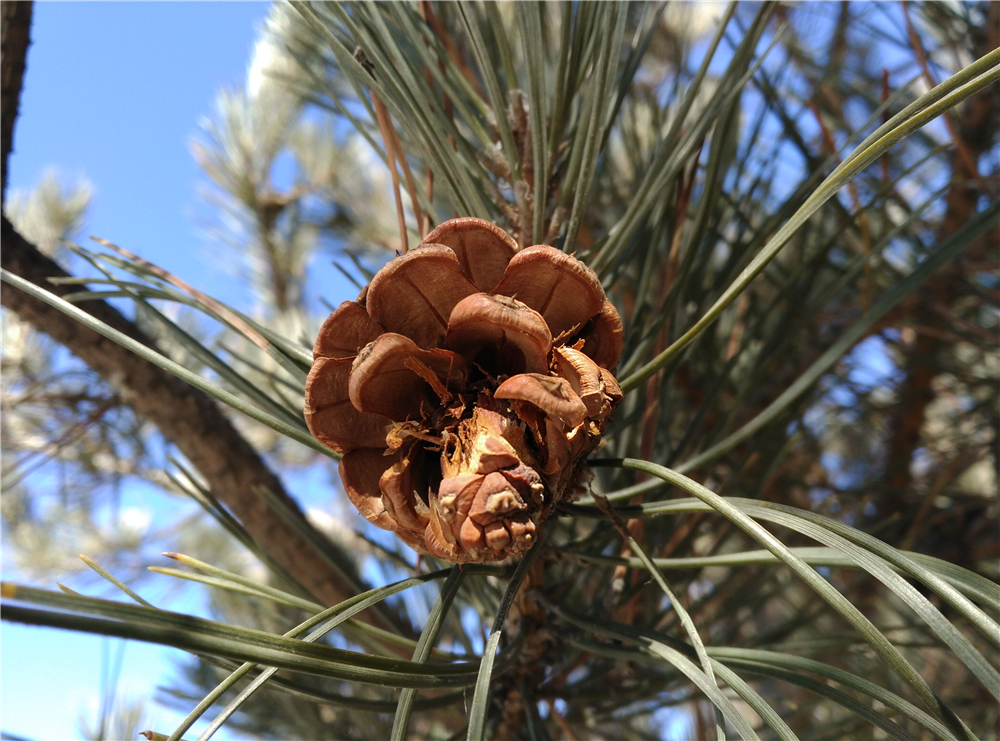 华为麦芒4有白色吗,测评华为麦芒4
