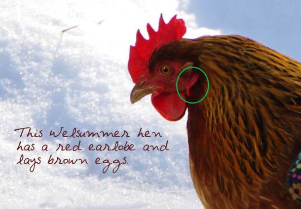 鸡为什么会生出长形鸡蛋,鸡蛋的颜色与鸡有什么关系