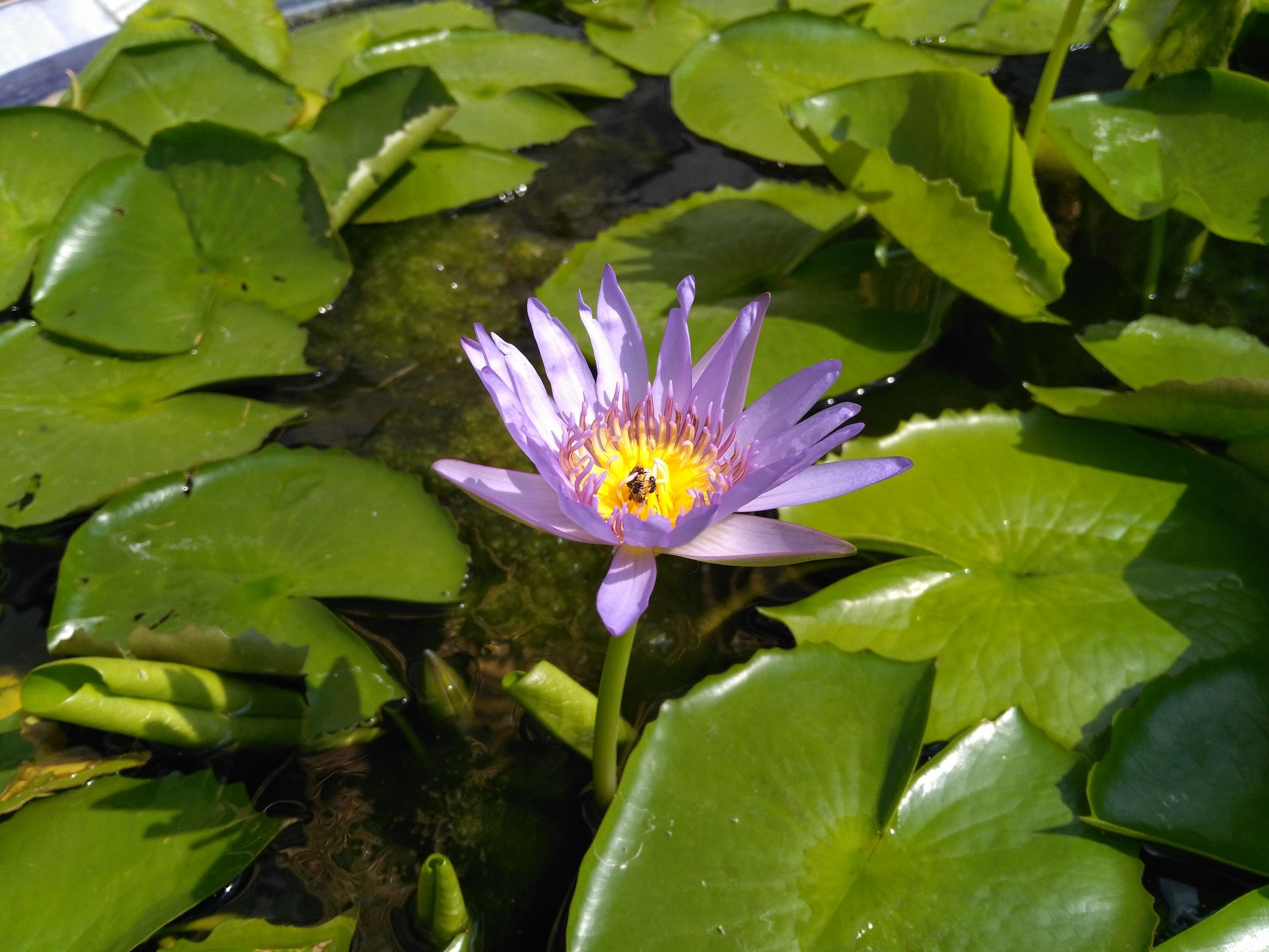 带着最强千元机荣耀5X去泰国畅玩