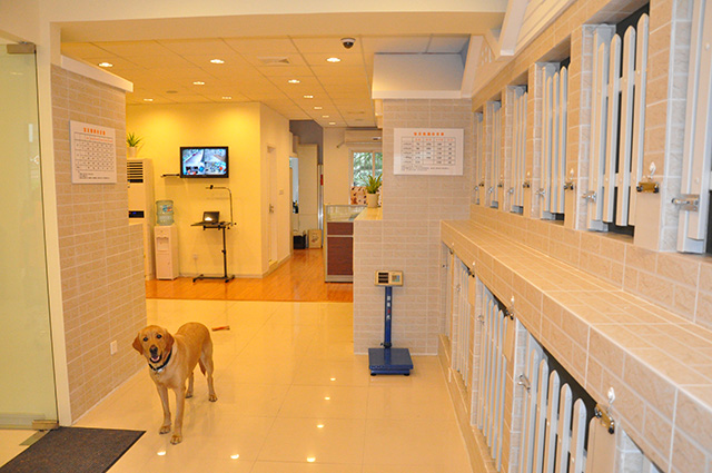 带狗狗出游必备小清单,假期适合带狗狗去哪里玩