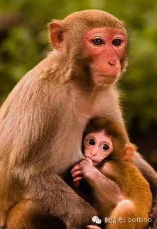 家养小宠物猴,养刚生下来的小猴子当宠物