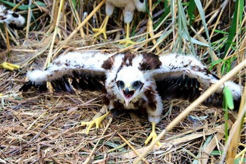 菜鸟小散如何学习炒股?如何羽化成鹰,翱翔于天.