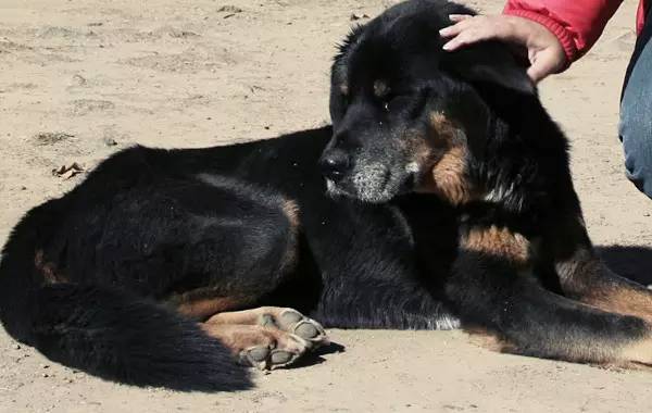 土狗聪明吗忠心主人吗,中国比较聪明的土狗