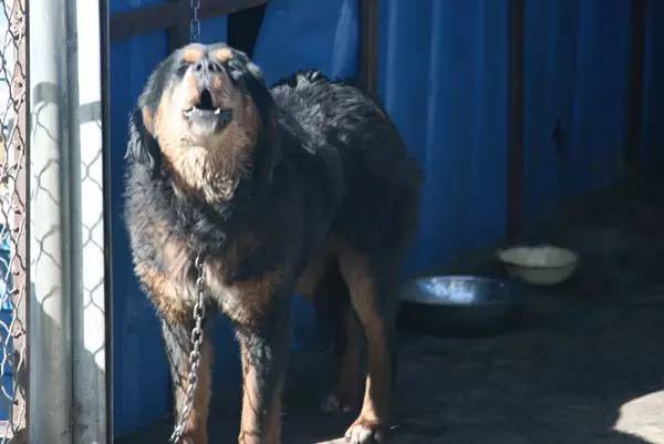 土狗聪明吗忠心主人吗,中国比较聪明的土狗