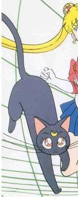 可爱动漫猫图片,十分可爱的动漫猫