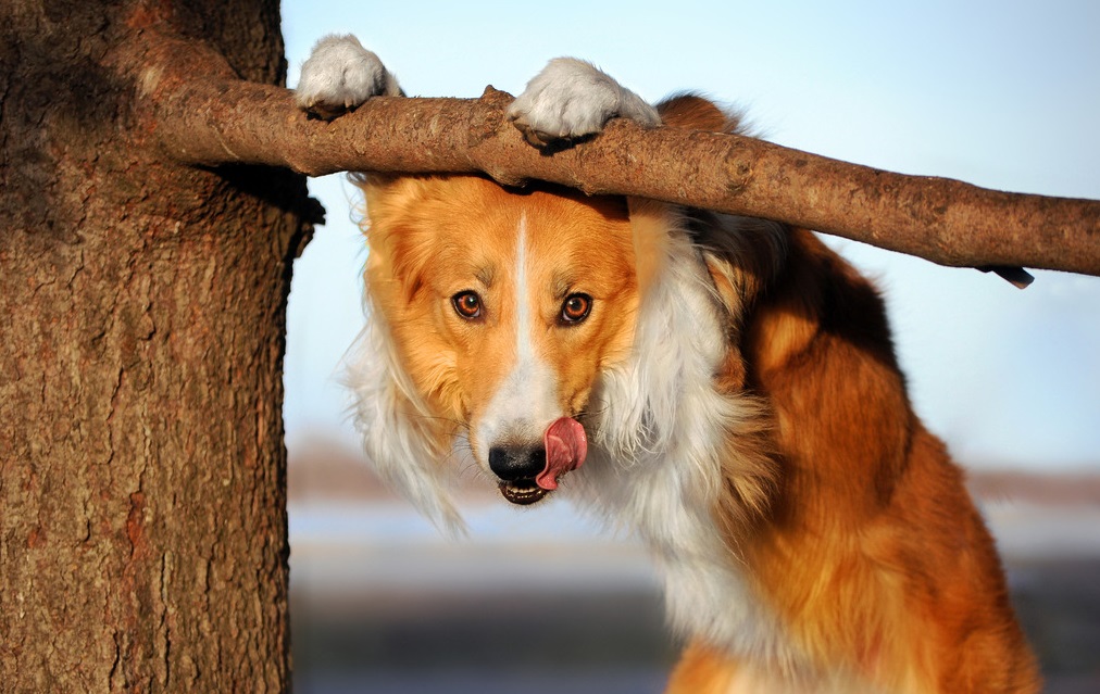 狗狗毛色变淡,干燥,粗糙,毛量少怎么办