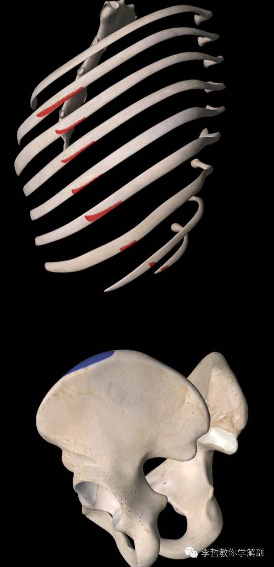 腰痛腹横肌痛,腹壁肌疼痛症状