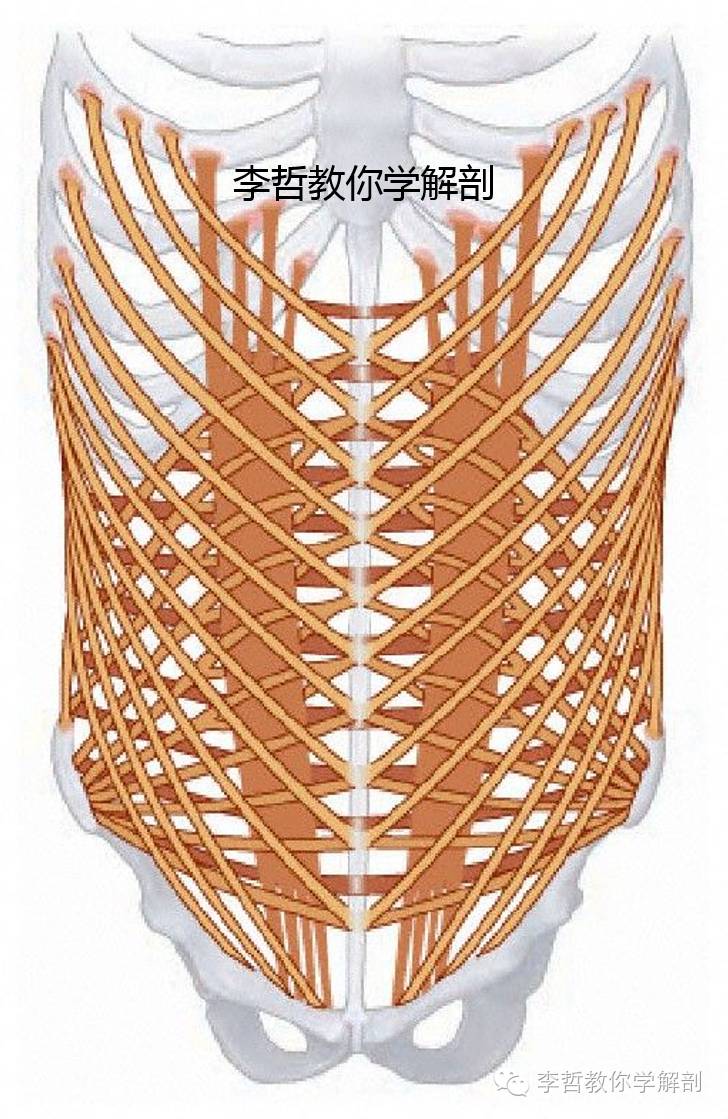 腰痛腹横肌痛,腹壁肌疼痛症状