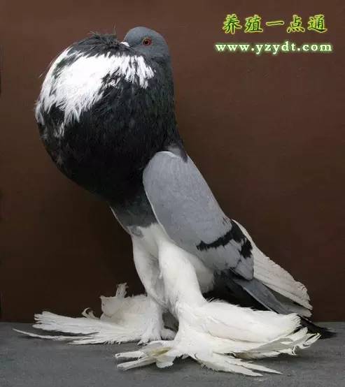 观赏鸽养殖赚钱吗,观赏鸽养殖市场前景分析