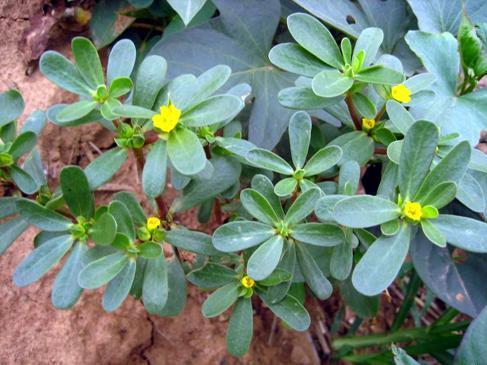 教你一招轻松祛痘,掌握祛痘四要素去除痘印很简单