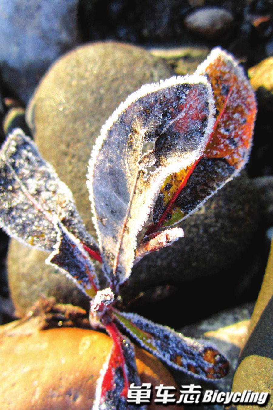 「梦从最北方开始」从漠河到黑河　见证大地之美