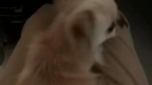 狗狗吃了骨头拉血是怎么回事,狗狗吃骨头拉血死亡