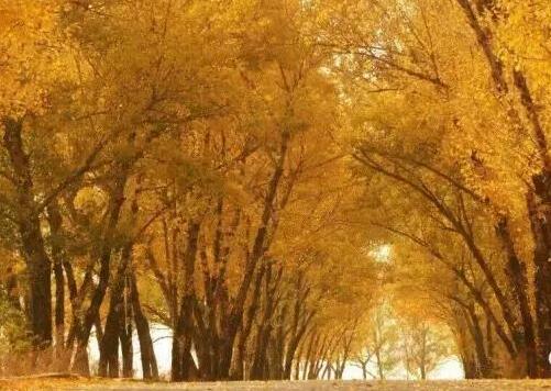 山西身份证为什么是14开头,山西身份证14开头