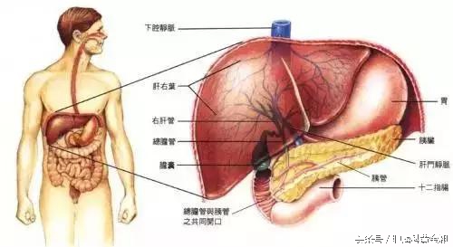 中药治疗肝癌晚期的成功案例,中药治肝癌肿瘤晚期的药方
