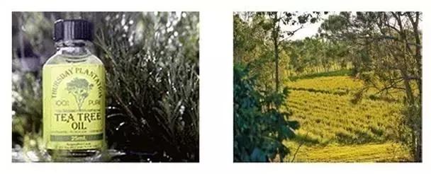 澳洲星期四精油祛痘 (澳洲星期四茶树精油祛痘霜)