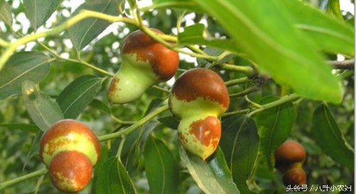 你们看看这枣子长得像小葫芦吗?这就是传说中的葫芦枣