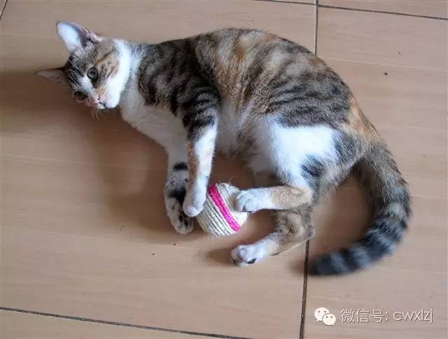 猫和网线坏了怎么办,猫和老鼠致命问题