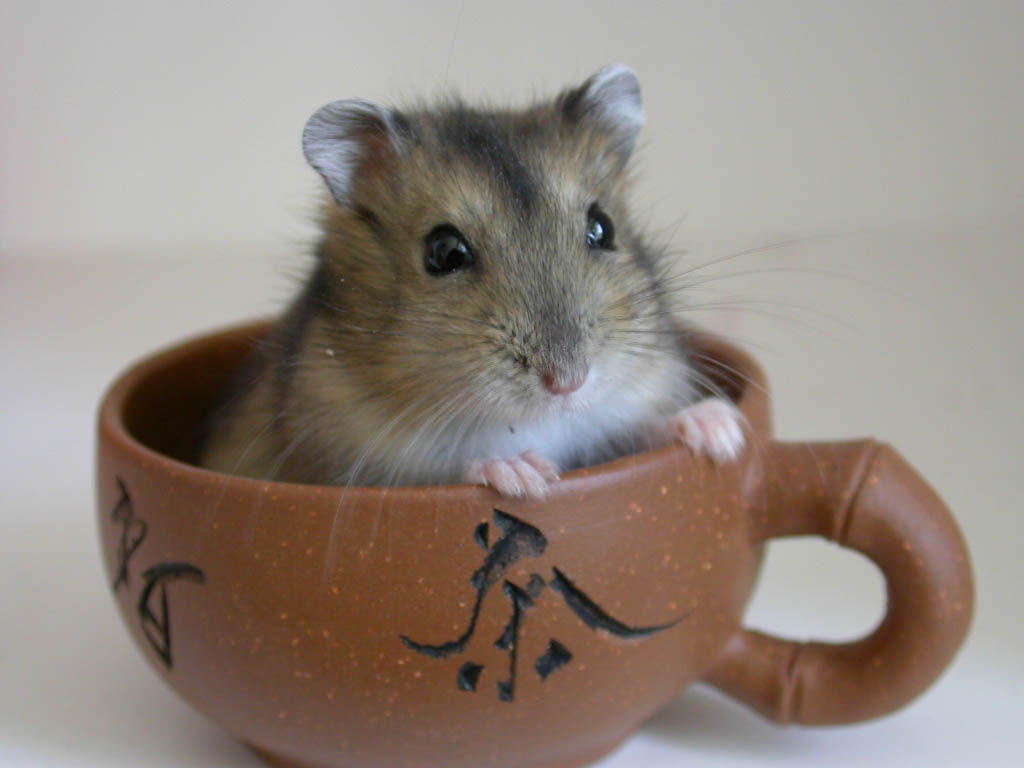 你不知道的仓鼠小秘密,适合学生党的小仓鼠