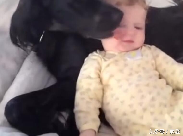 狗狗舔女宝宝嘴巴，宝宝还伸出舌头与狗狗亲吻，家长光拍照不阻止