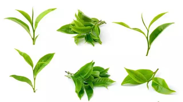 澳洲星期四茶树精油祛痘霜 (澳洲星期四精油祛痘)