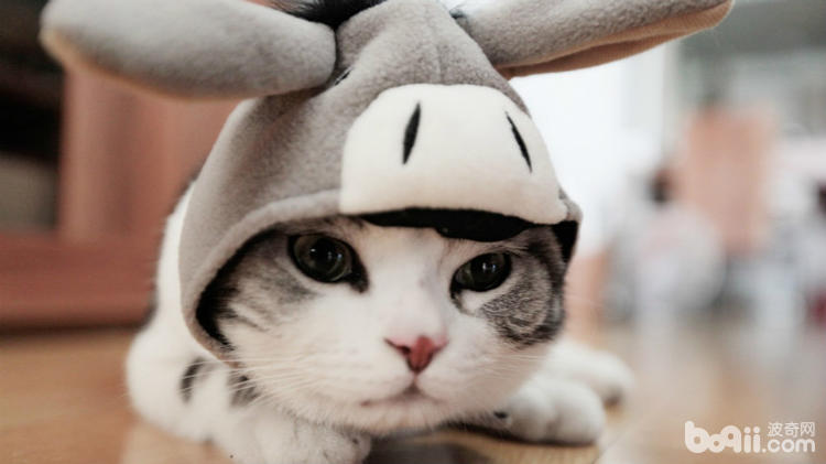 家里有宠物的人需要知道什么,如何介绍家里的宠物