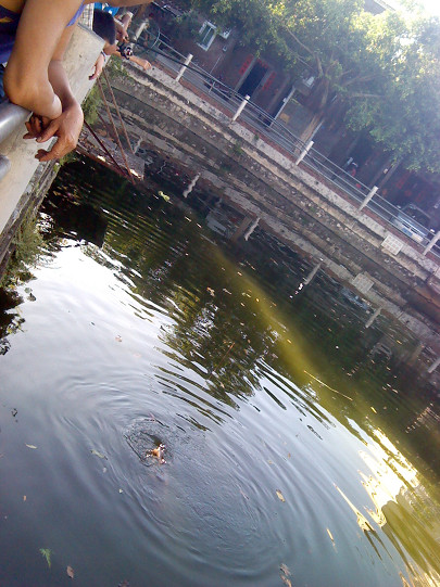 臭水塘里钓塘鲺，2分钟一条，钓多少都是扔掉