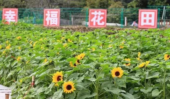 安溪由茶乡变成诈骗之乡,安溪为啥被称为诈骗之乡