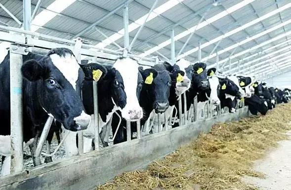 奶牛围产期饲养管理要点,奶牛场产后护理如何做