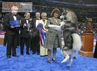 那些你不知道的狗狗小秘密,那些你不知道的秘密图片