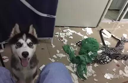 养哈士奇是什么心理,养只哈士奇的真实感受