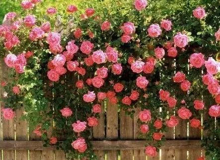 卵巢囊肿挡住成熟的卵泡,卵巢囊肿挡住输卵管