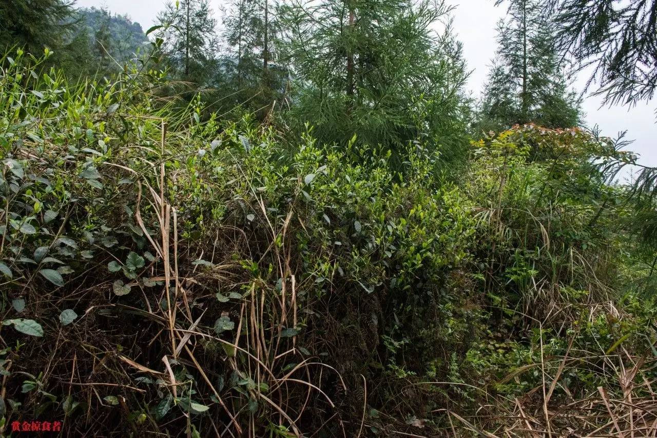 李明青藏特产,李明普洱茶