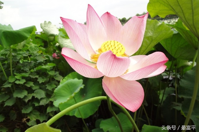 富平富四方醋饮咋样,富平县曹村镇柿子行情