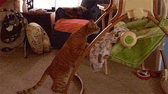 吃了糖丸疫苗宝宝不肯喝奶粉,宝宝8个月吃了糖丸疫苗