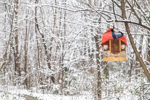武汉只下一天雪吗,武汉下的是雪吗